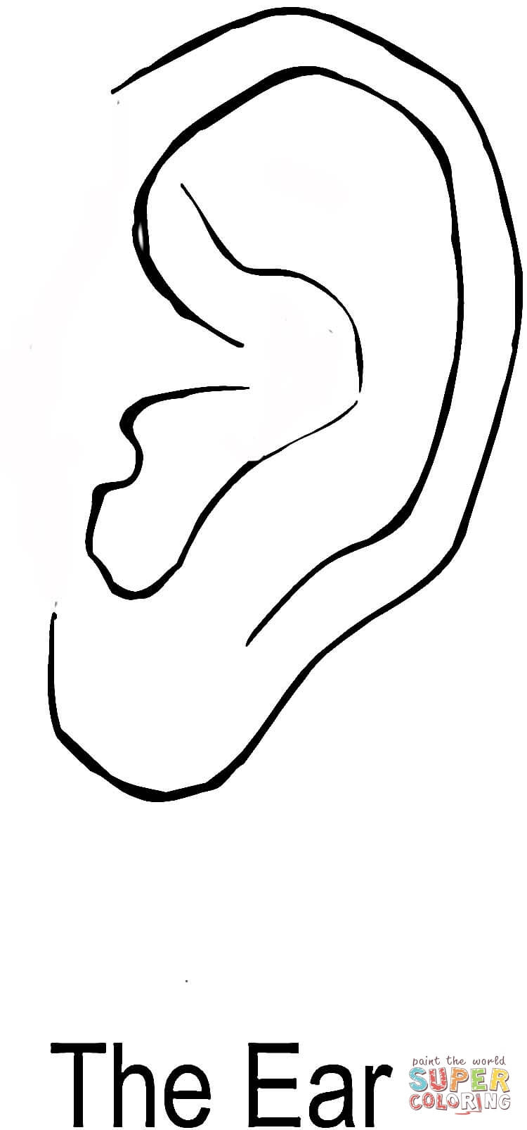 The Ear coloring page | Free Printable Coloring Pages