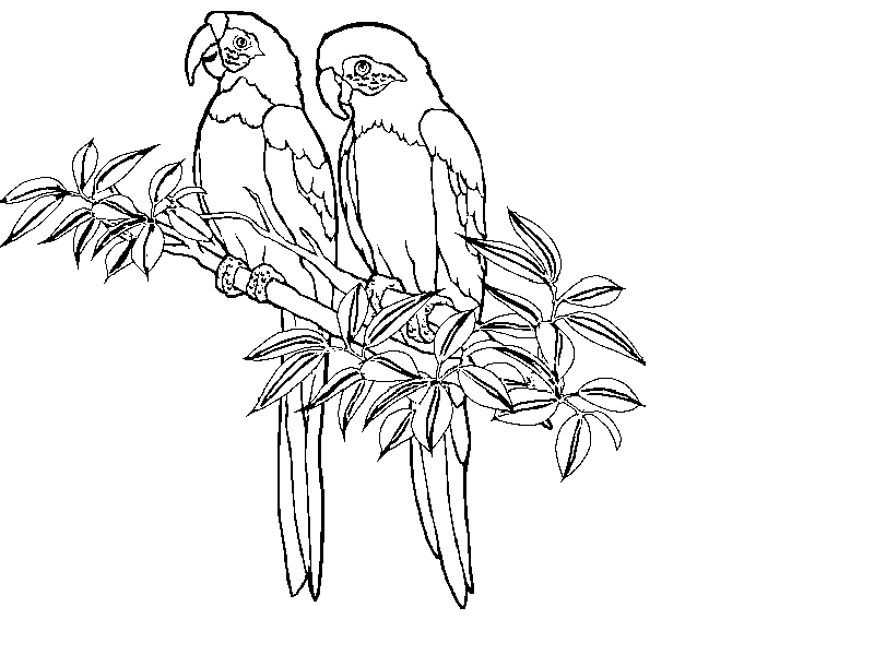 Rainforest Animals Coloring Pages (19 Pictures) - Colorine.net | 7110