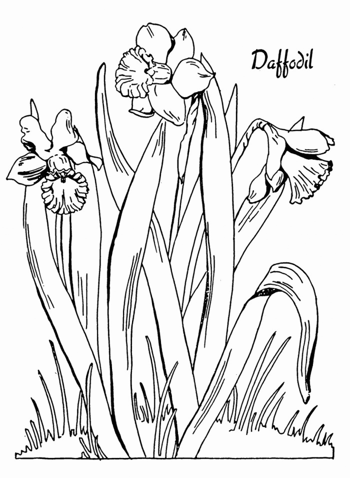 Daffodil Coloring Pages - Best Coloring Pages For Kids