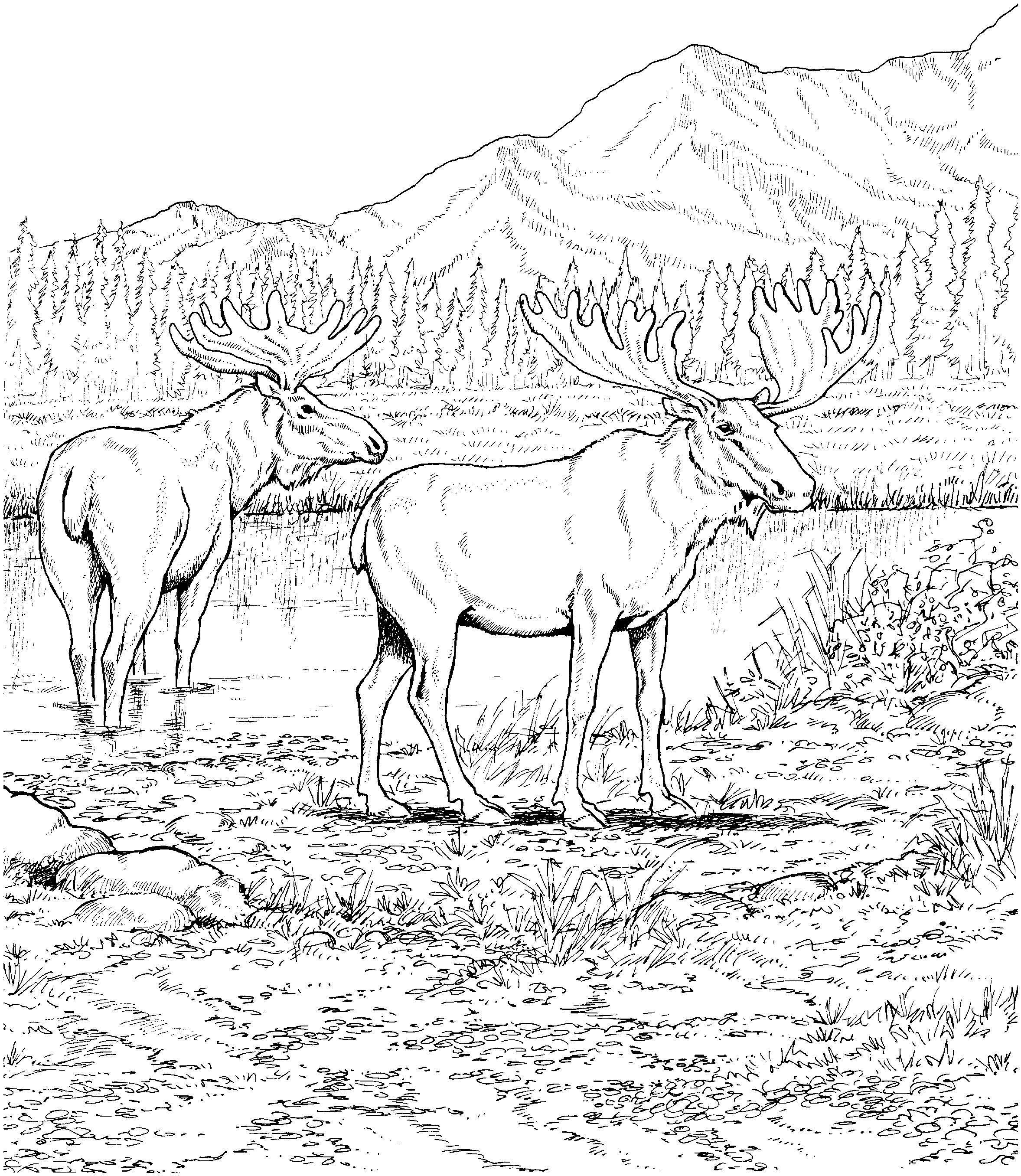 The Burgess Animal Book for Children Coloring Page Collection ...