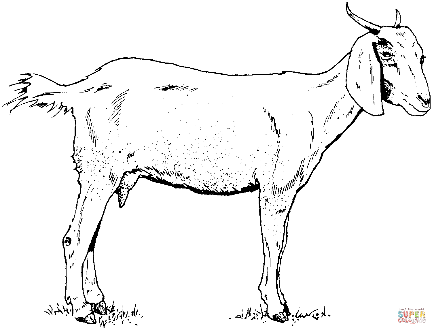 Goat coloring page | Free Printable Coloring Pages
