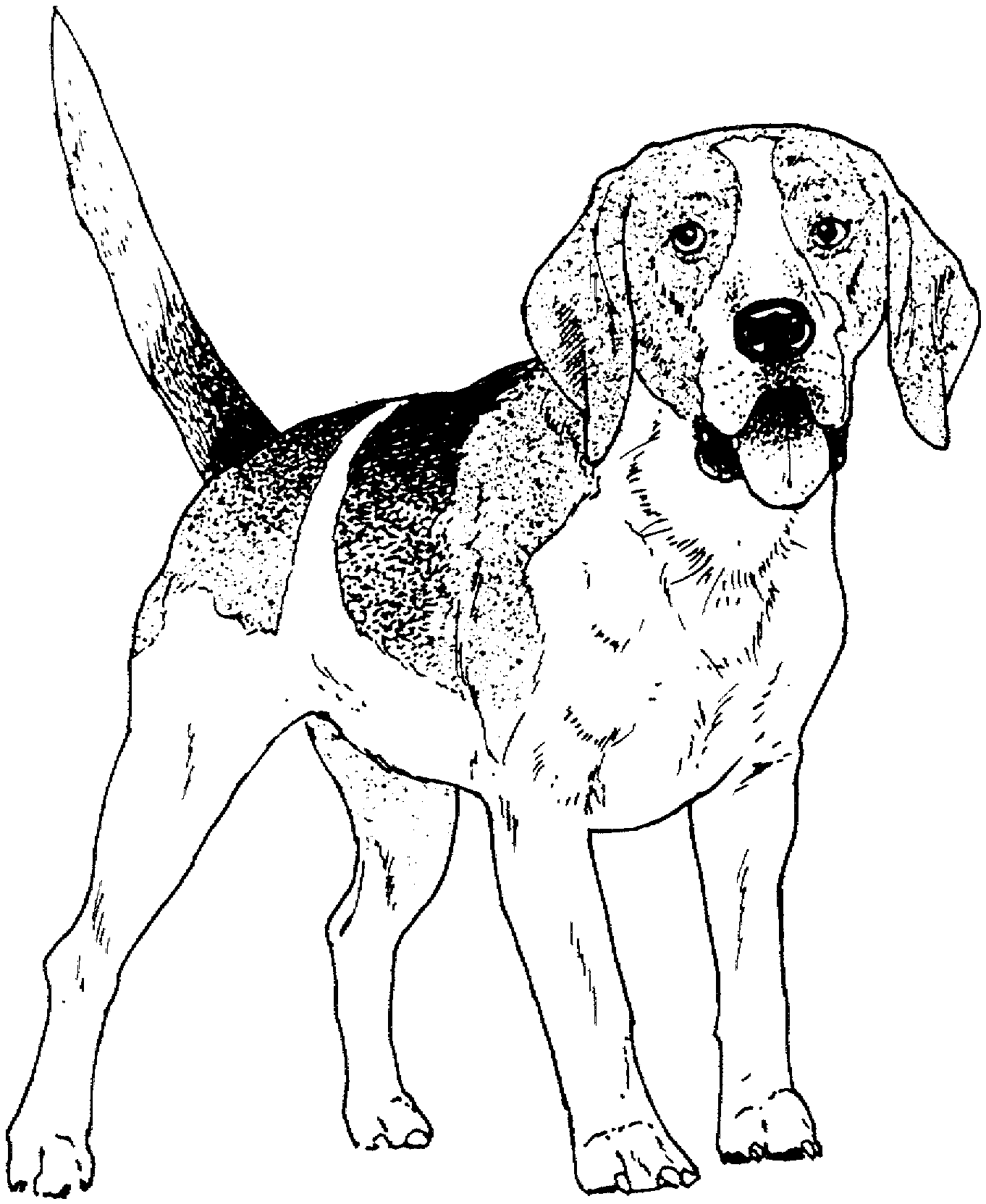 Realistic Dog Coloring Pages Free | Cooloring.com