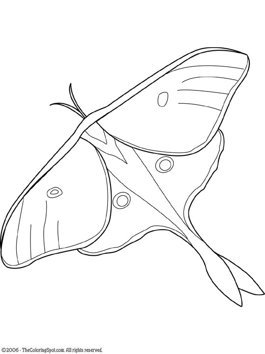 Luna Moth Coloring Page | Audio Stories for Kids | Free Coloring Pages |  Colouring Printables