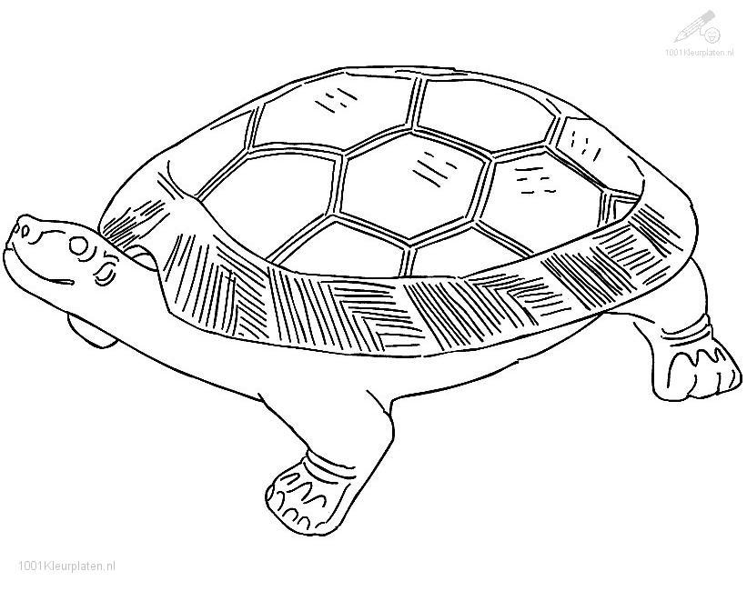 turtles coloring pages : Printable Coloring Sheet ~ Anbu Coloring