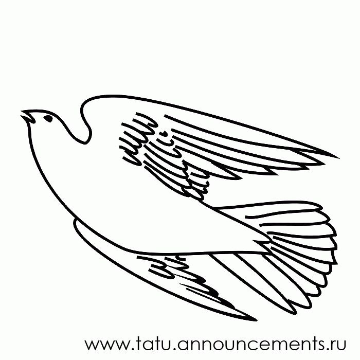 Risunok Drawing Bird Fowl Ptica Dove Pigeon Golub 0000203jpg