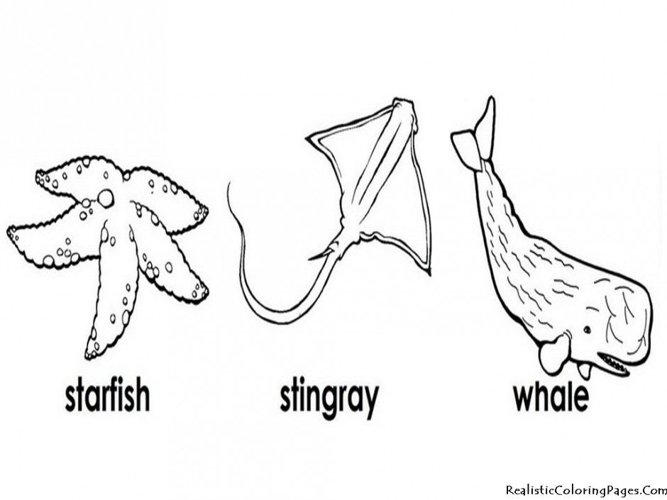 Starfish Stingray And Whale The Animals Ocean Playering 100682