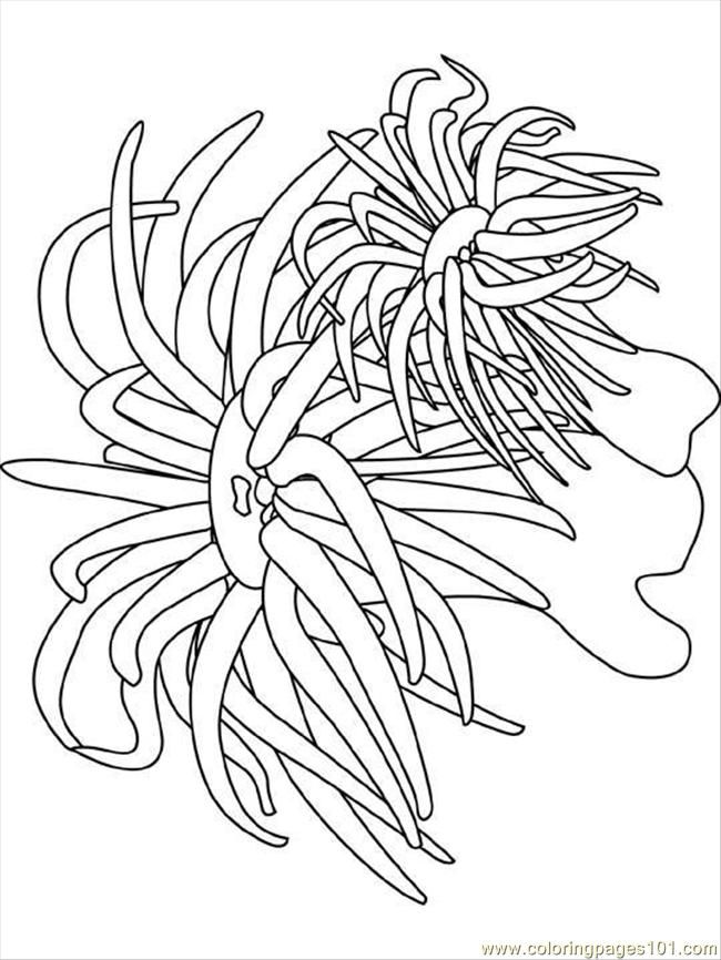 Sea Anemone Coloring Pages Images & Pictures - Becuo