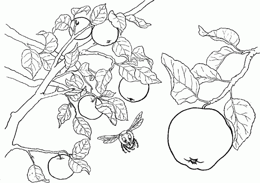 Apples On The Tree Branch Coloring For Kids - Tree Coloring Pages