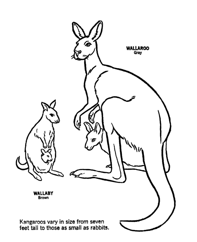 Wild Australian Kangaroos Coloring Pages | Kangaroo Coloring Page