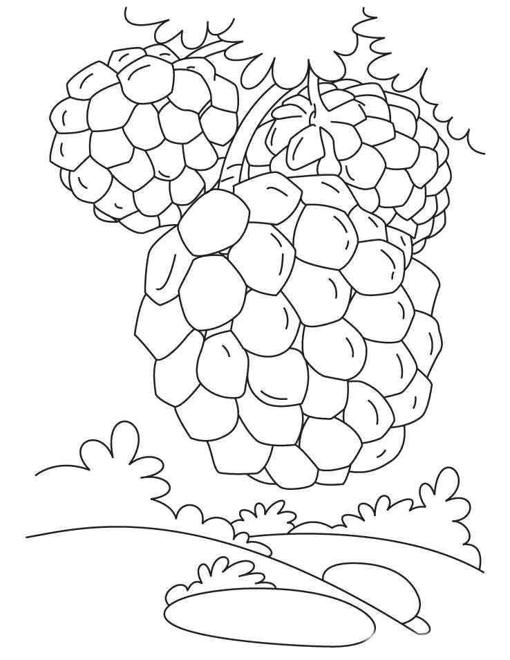 custard apple fruit picture coloring pages - games the sun | games