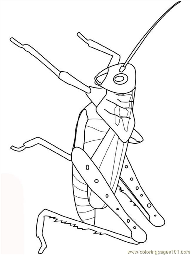 grasshopper Colouring Pages (page 3)