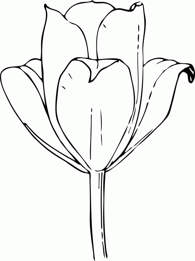 Tulip Coloring Pages Pictures Id 22794 Uncategorized Yoand 287585