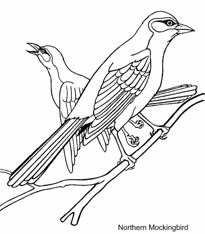 Birds Coloring Pages Images
