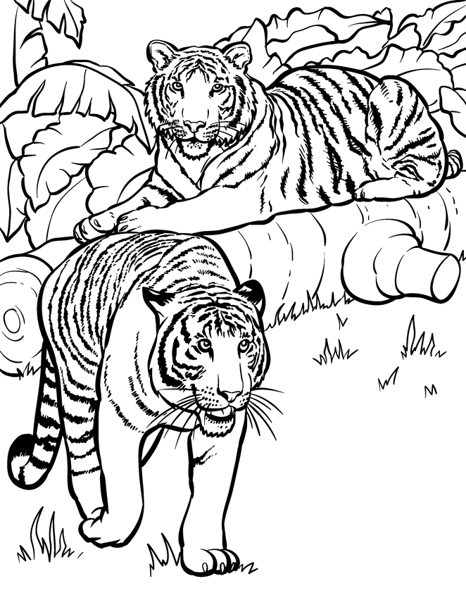 Coloring Pages Of Animals | Printable Coloring Pages