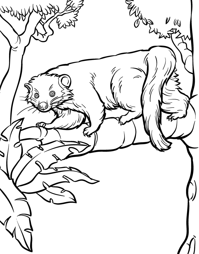 Coloring Book Illustrator - Hire an American Artist: Zoo Animals