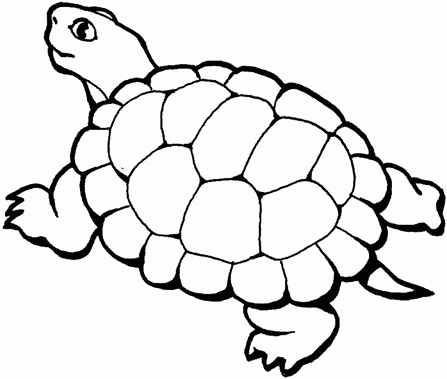 Turtle Coloring Pages | Find the Latest News on Turtle Coloring