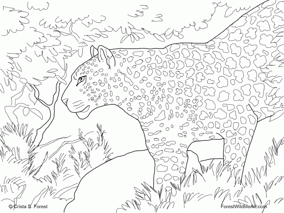 Realistic Wild Animal Coloring Pages Coloring For Kids 230229 Wild
