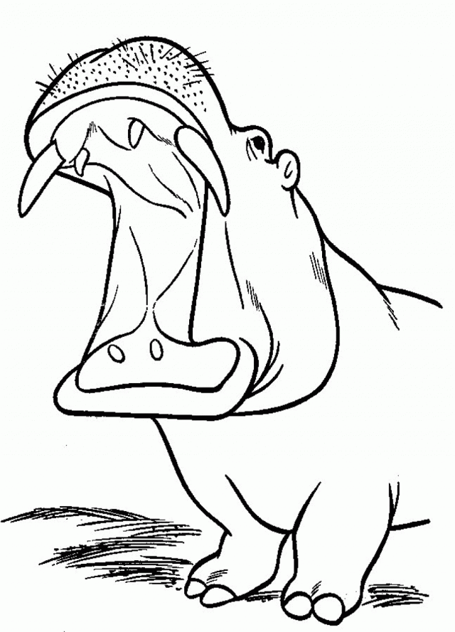 Printable Hippo Animals 6th Coloring Pages For Kids Kids 141007