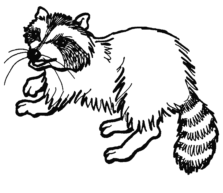 Cute Raccoon coloring pages | Coloring Pages