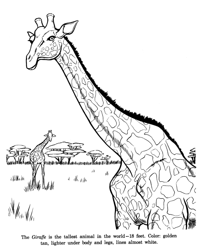 Animal Drawings Coloring Pages | Giraffe animal identification