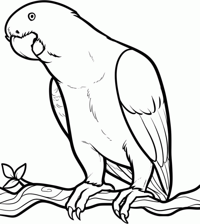 Parrot Colouring Pages | 99coloring.com