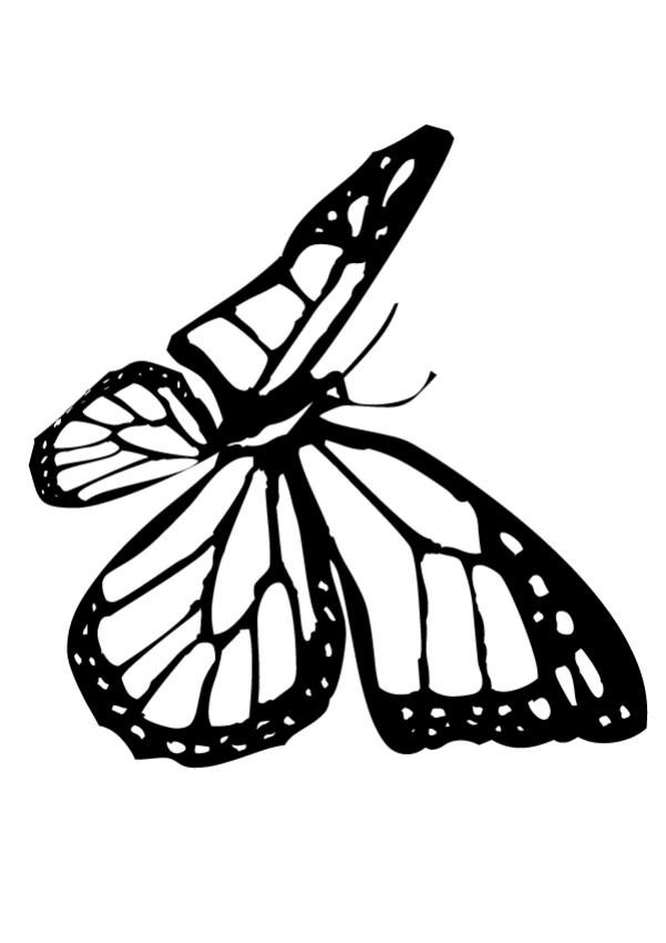 Mariposa para colorear de caricatura - Imagui