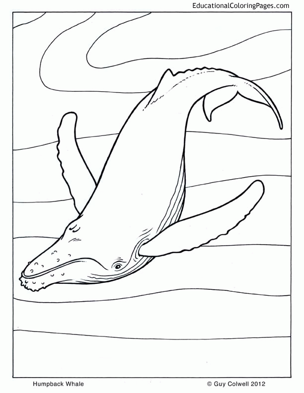 Life of Pi - Animal Coloring Pages | Educational Fun Kids Coloring