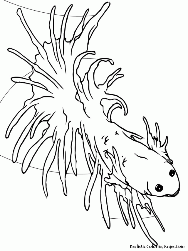 Newest Tropical Fish Kids Coloring Pages | Laptopezine.
