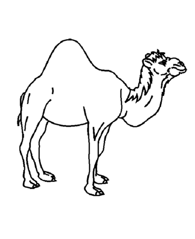 desert animal coloring pages – 670×820 Coloring picture animal and