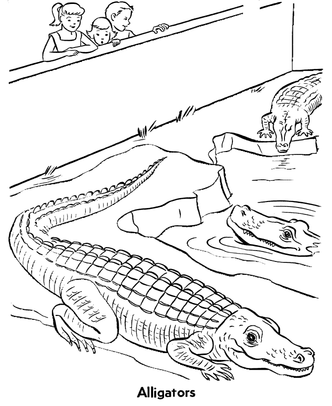 Zoo Reptile Coloring Pages | Zoo Alligators Exhibit Coloring Page