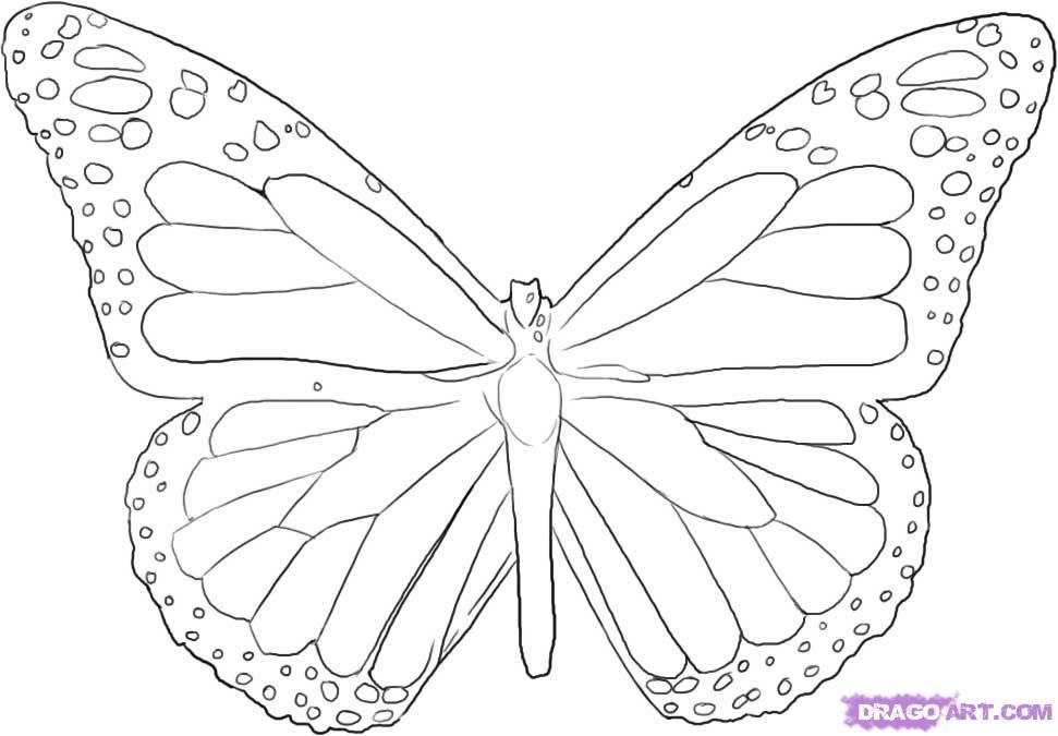 Animal Coloring Coloring Outline Butterfly Life Cycle Coloring