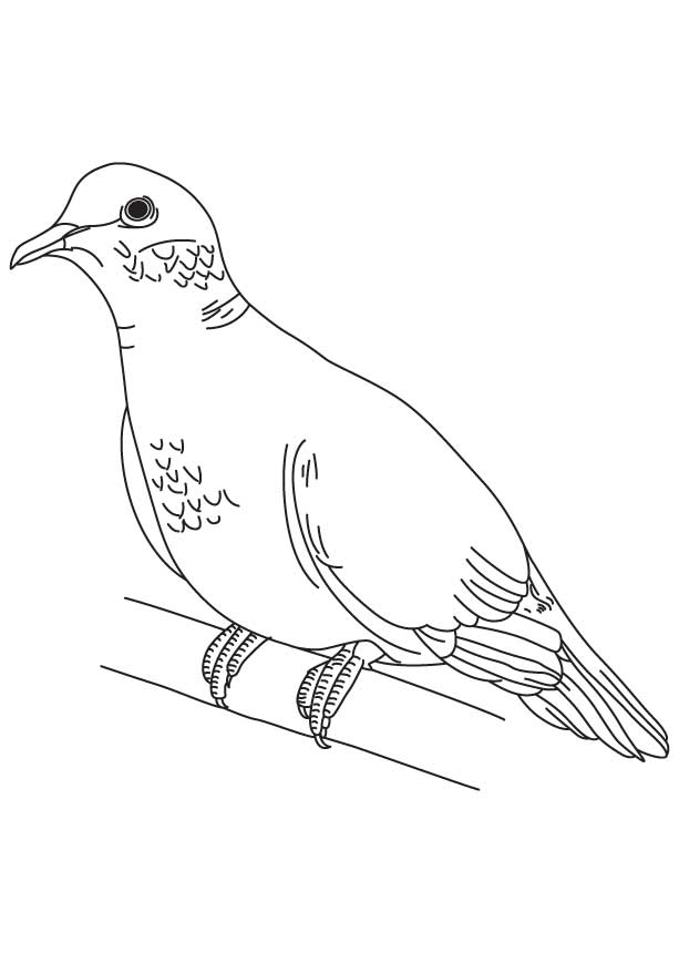 Mourning dove coloring page | Download Free Mourning dove coloring