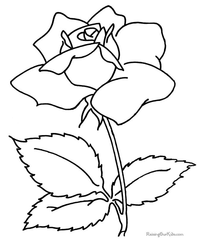 beauty rose Flower Coloring page « Printable Coloring Pages