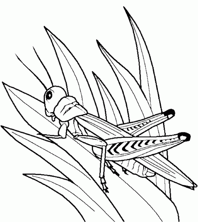 Grasshopper Insect Bug Coloring Pages - Animal Coloring Coloring