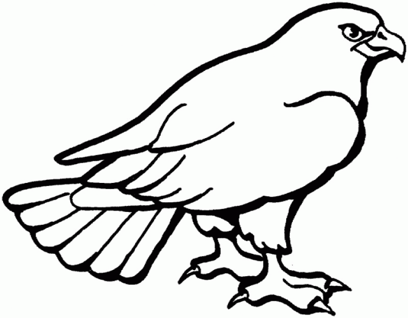 Coloring Pages A Hawk - HD Printable Coloring Pages