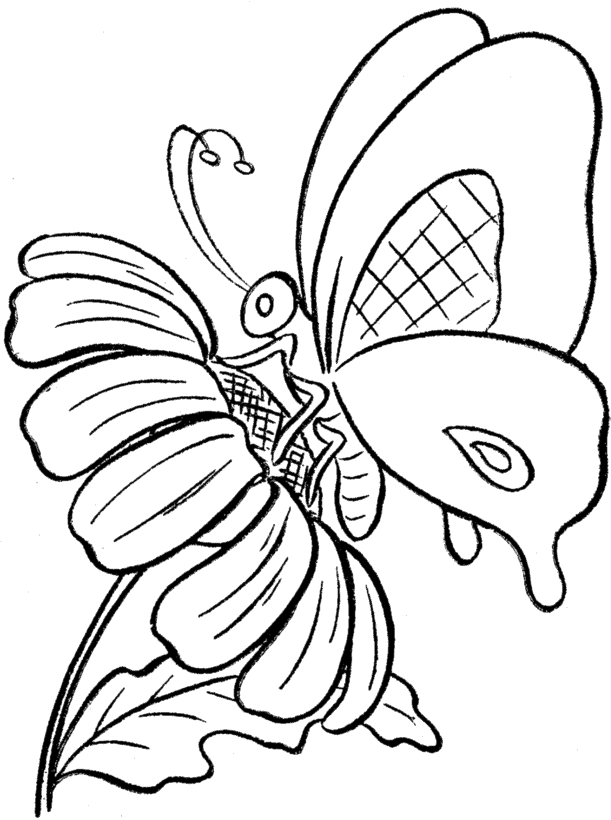 Butterfly And Sun Flower Coloring Pages - Butterflies Coloring