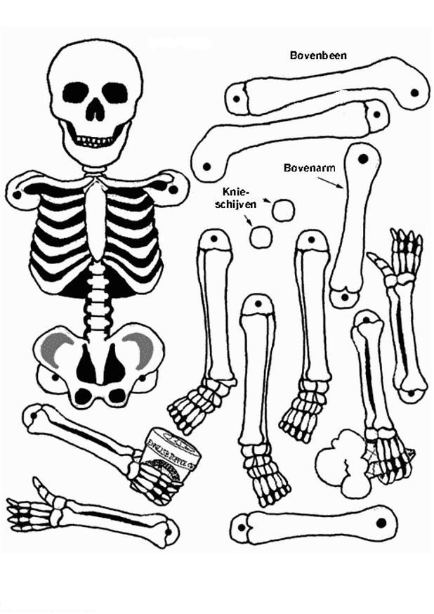 Human Body Coloring Pages For Kids Lowrider Car Pictures