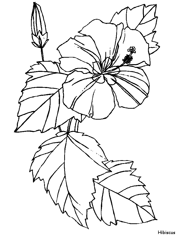 Hibiscus coloring pages and printables