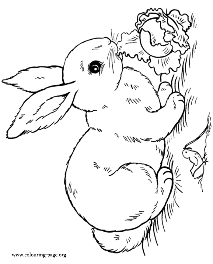 Rabbits and Bunnies - A rabbit eating salad coloring page