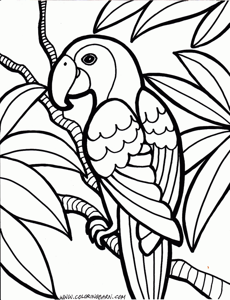 Parrot Coloring Pages | Trendvee