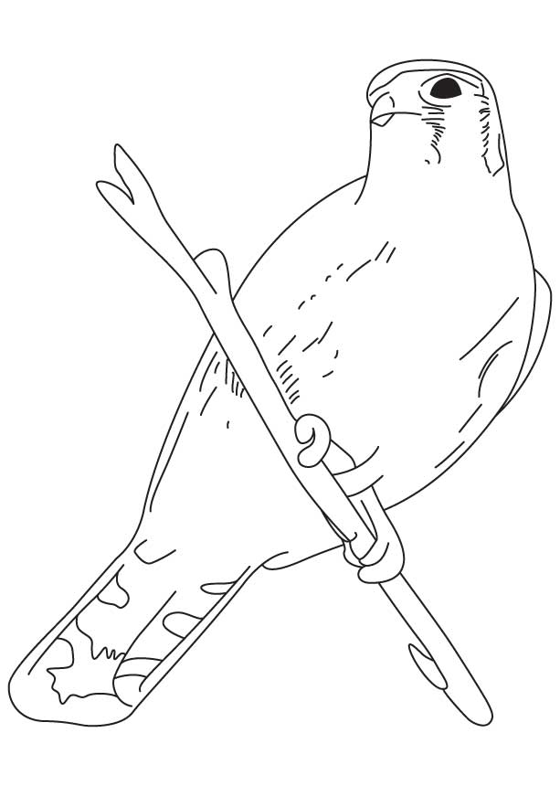 Sparrow hawk coloring page | Download Free Sparrow hawk coloring