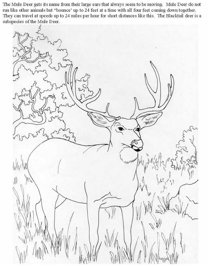 Deer Hunting Coloring Pages 45 | Free Printable Coloring Pages