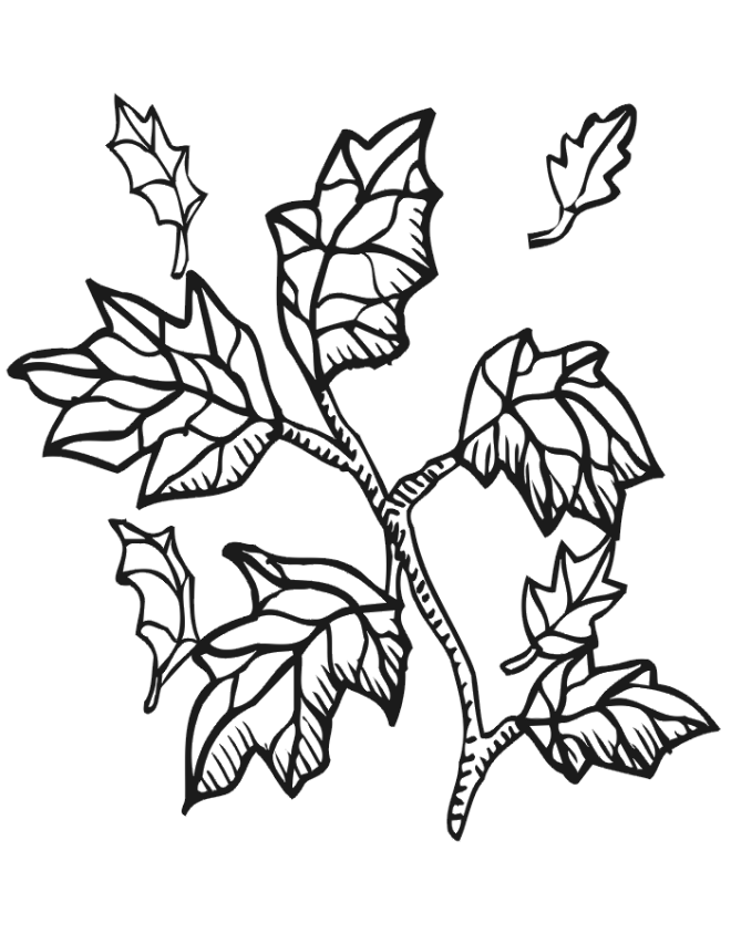 Coloring Pages Fall Leaves | Kids Coloring Pages | Printable Free