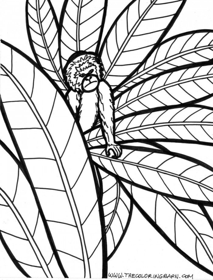 Rainforest Monkey Coloring Pages | 99coloring.com