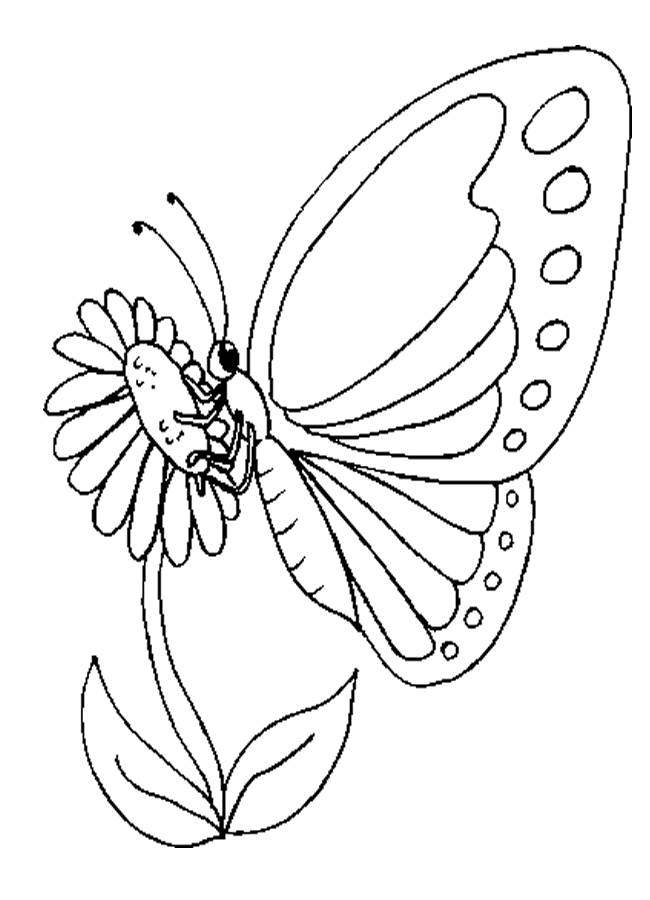 Butterfly Draw