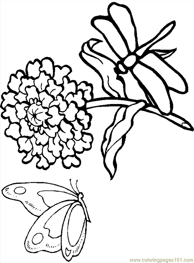 angel fish coloring page lucy learns print out pages