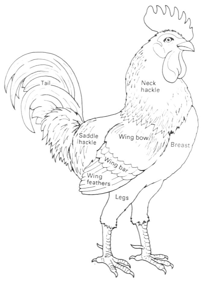 Chicken Behavior and Influence on Humans Chicken Ethology