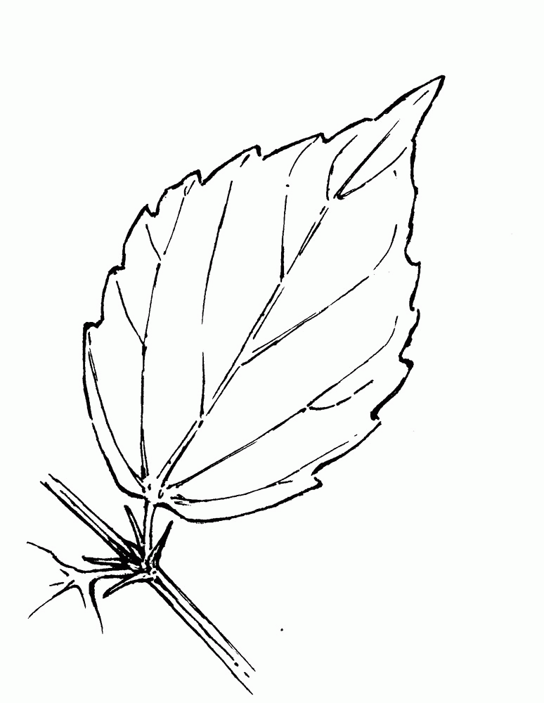 Viburnum rafinesquianum (downy arrowwood): Go Botany