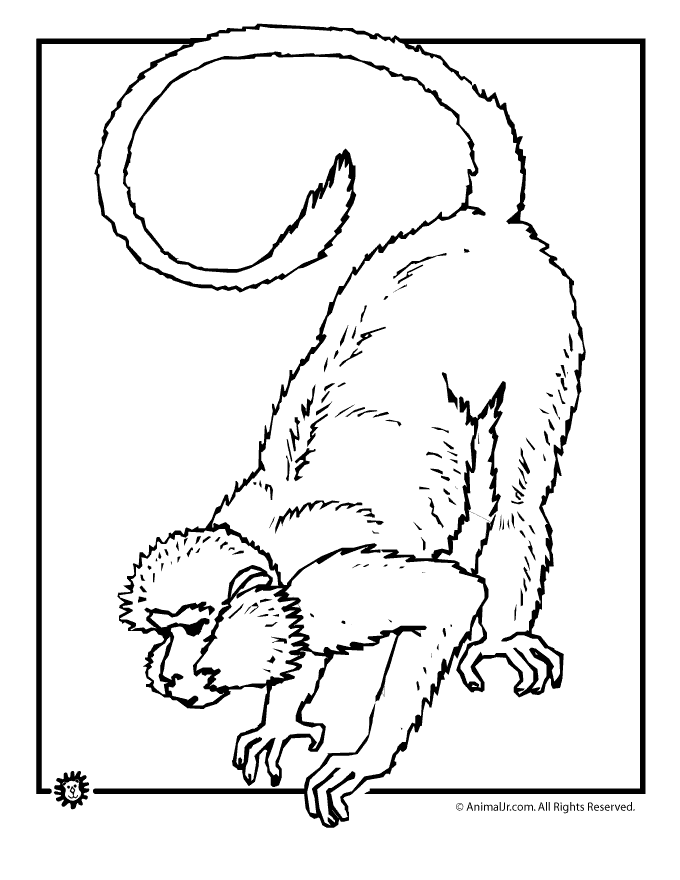 monkey coloring pages page animal jr
