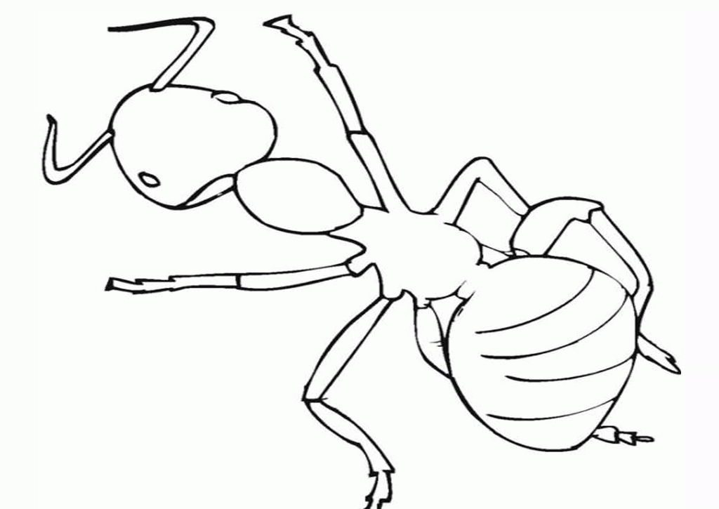 Ant Small Insect Coloring Pages :Kids Coloring Pages | Printable